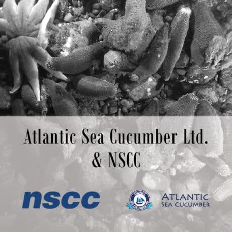 Function and Flow: How NSCC researchers are improving this sea cucumber plant logo